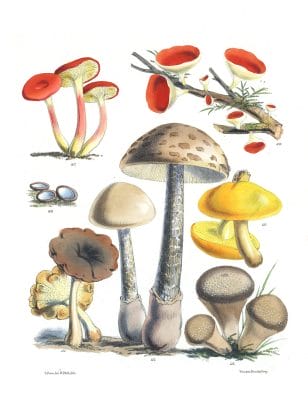 Mushroom Fungi Illustrations 17 Sarah Price