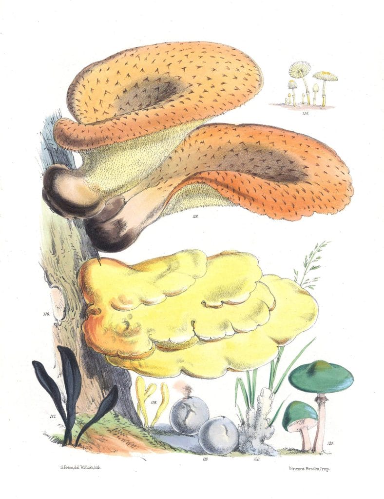 Mushroom Fungi Illustrations 18 Sarah Price