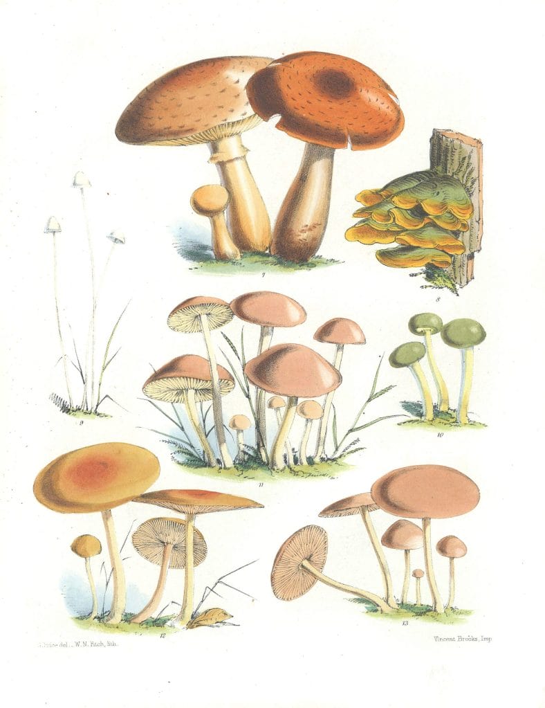Mushroom Fungi Illustrations 2 Sarah Price