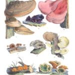 Mushroom Fungi Illustrations 4 Sarah Price