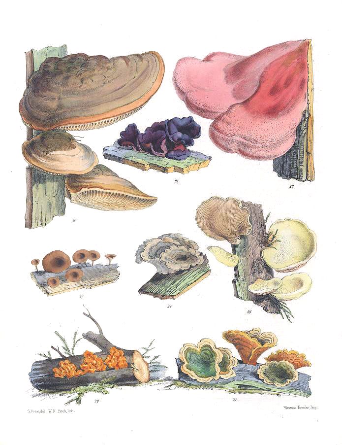 Mushroom Fungi Illustrations 4 Sarah Price