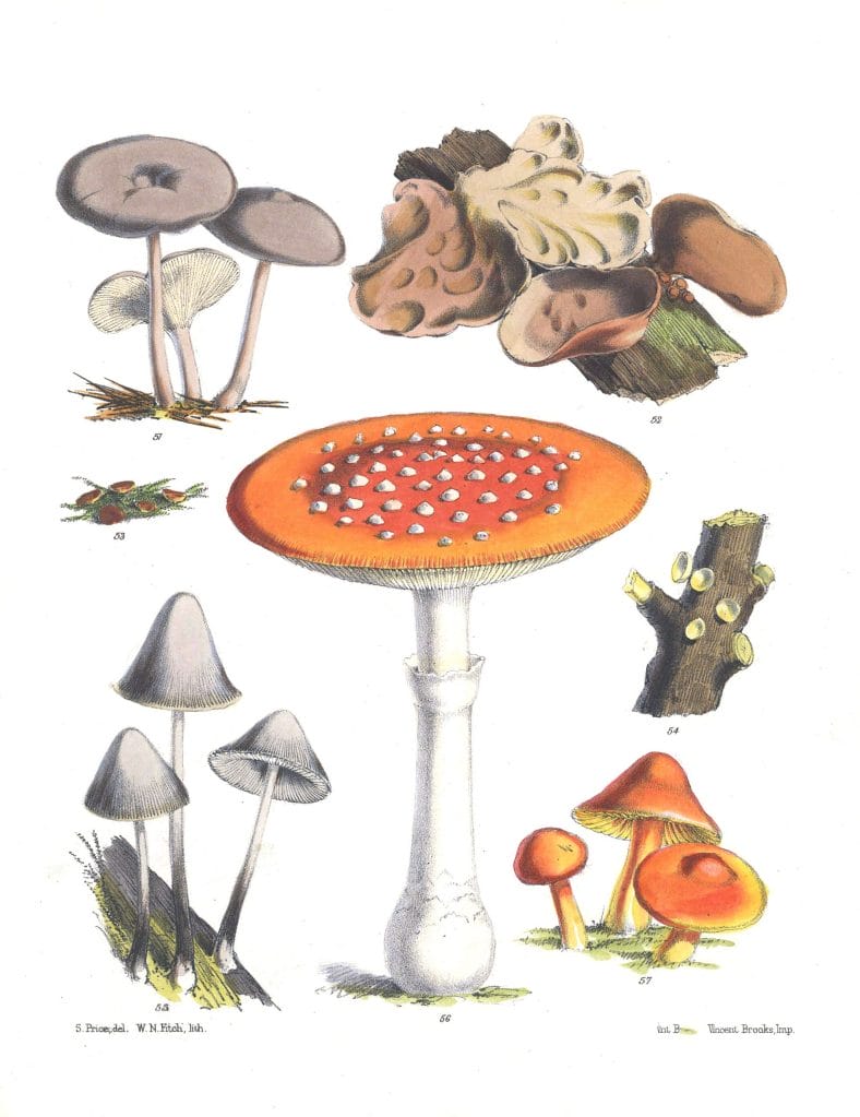 Mushroom Fungi Illustrations 8 Sarah Price