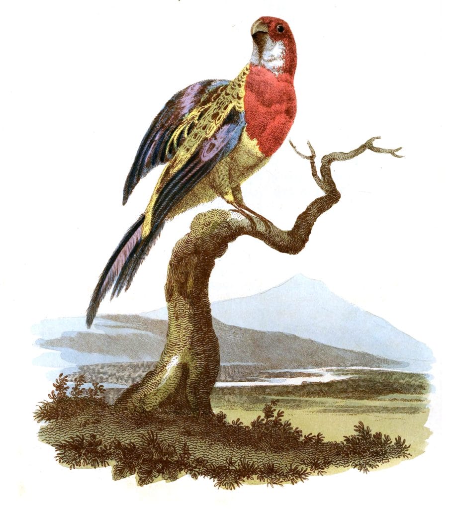 Nonpariel Parrot