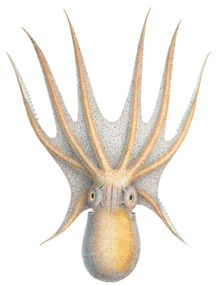 Octopus 4 Illustration by Jean Baptiste Verany