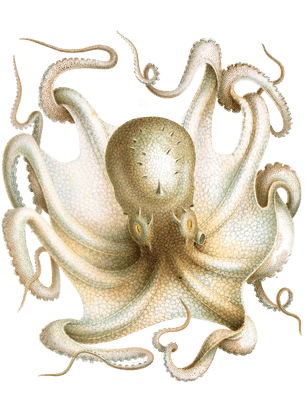 Octopus 5 Illustration by Jean Baptiste Verany