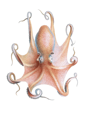 Octopus Illustration by Jean Baptiste Verany