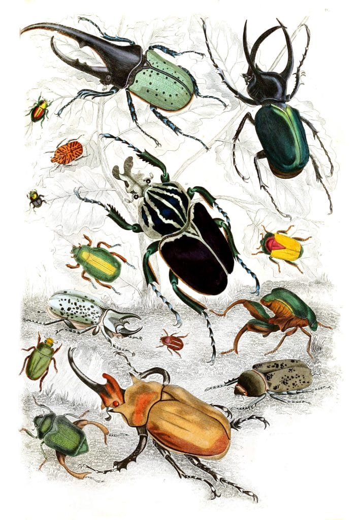Ordev Colleoptera Beetle illustrations By Georges Cuvier 1839