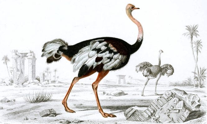 Ostritch illustration by Charles d Orbigny