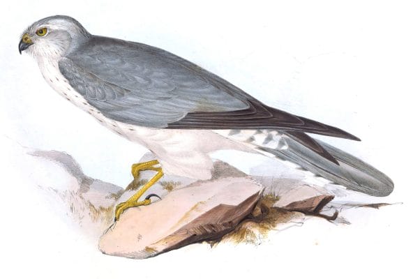 Pallid Harrier