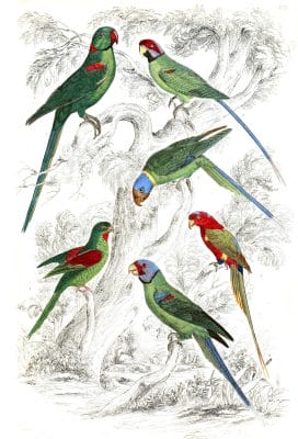 Parrakeets bird illustrations By Georges Cuvier 1839