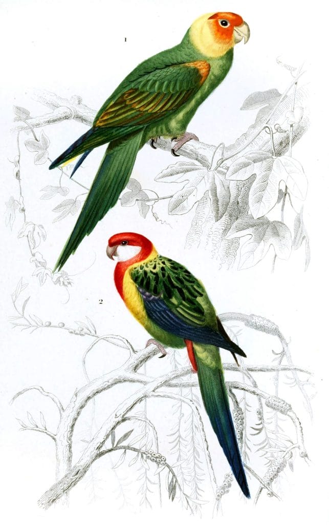 Parrot illustration by Charles d Orbigny
