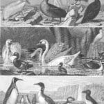 Penguins Pelicans Swans