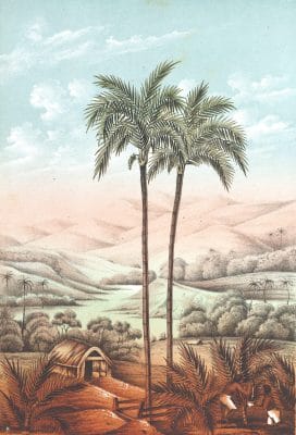 Phaenix Sylvestus palm