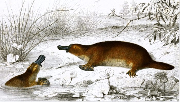 Platapus illustration by Charles d Orbigny