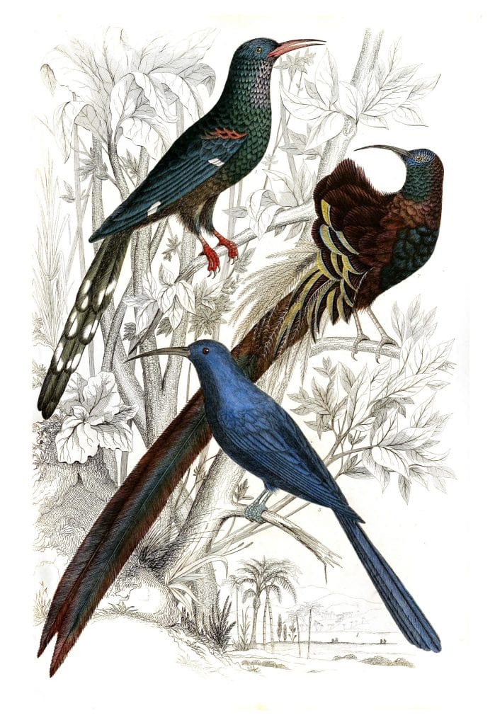 Promerops Bird illustrations By Georges Cuvier 1839
