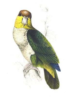 Bay-Headed Parrot - Psittacus Badiceps