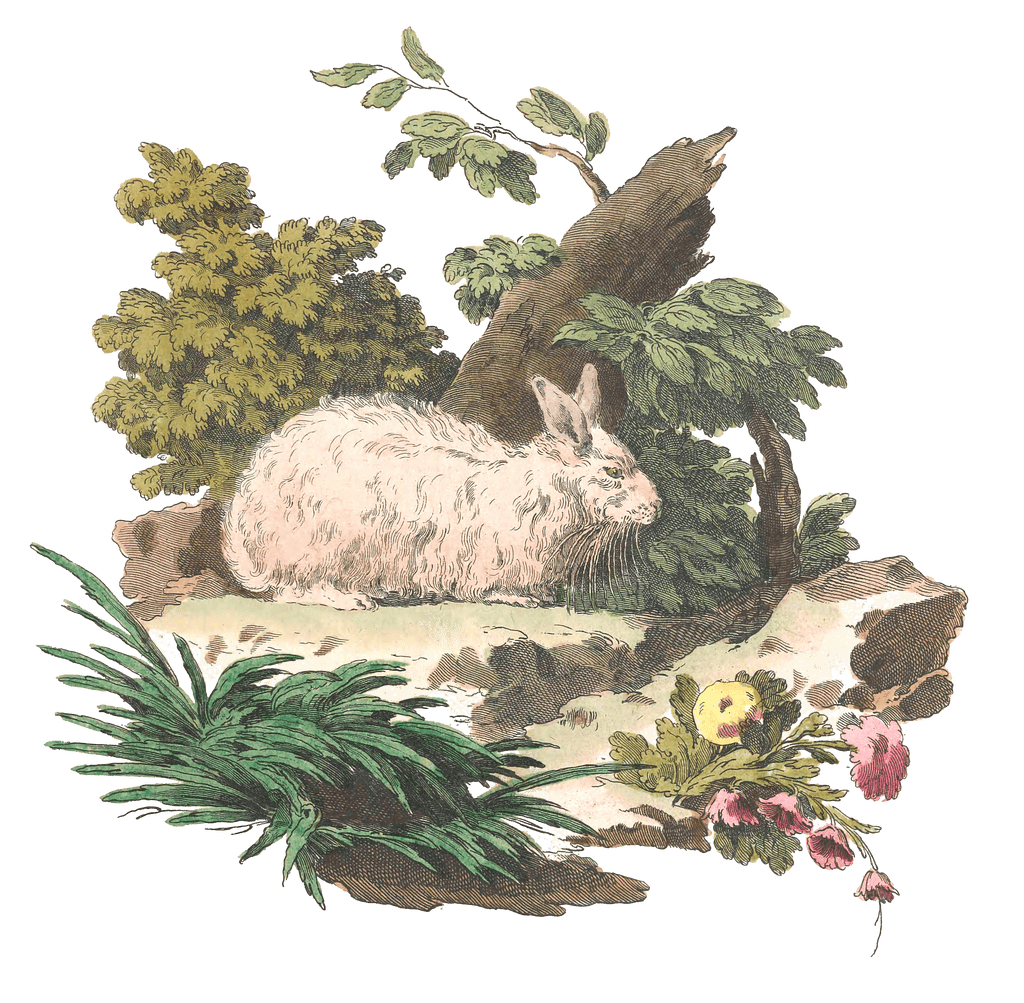 Rabbit Illustration from 1775