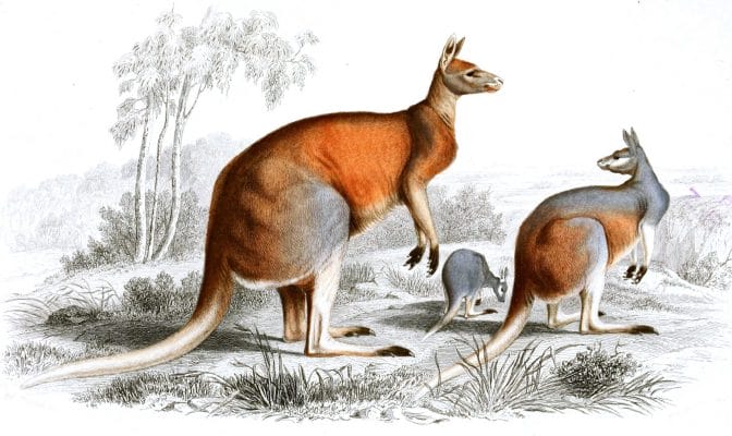 Red Kangaroo illustration by Charles d Orbigny