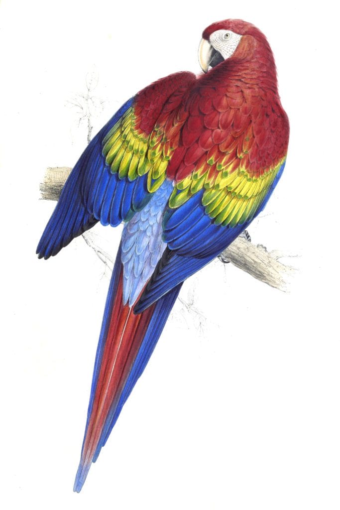 Red and yellow Maccaw