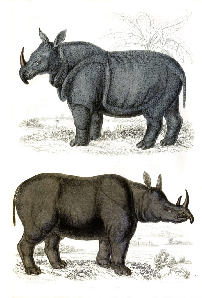 Rhino illustrations By Georges Cuvier 1839