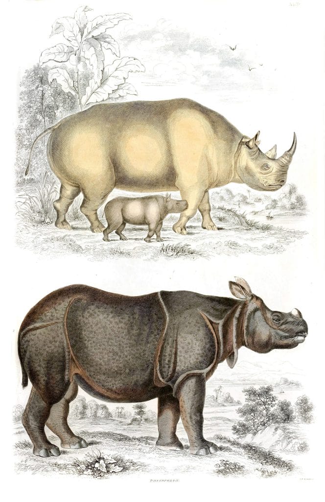 Rhinoceros illustrations By Georges Cuvier 1839