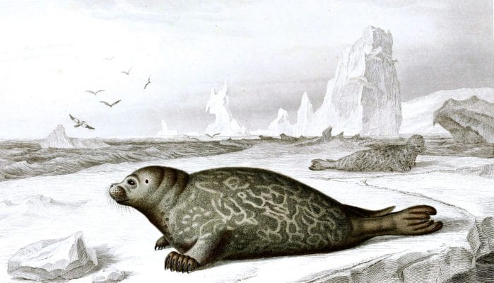 Seal illustration by Charles d Orbigny