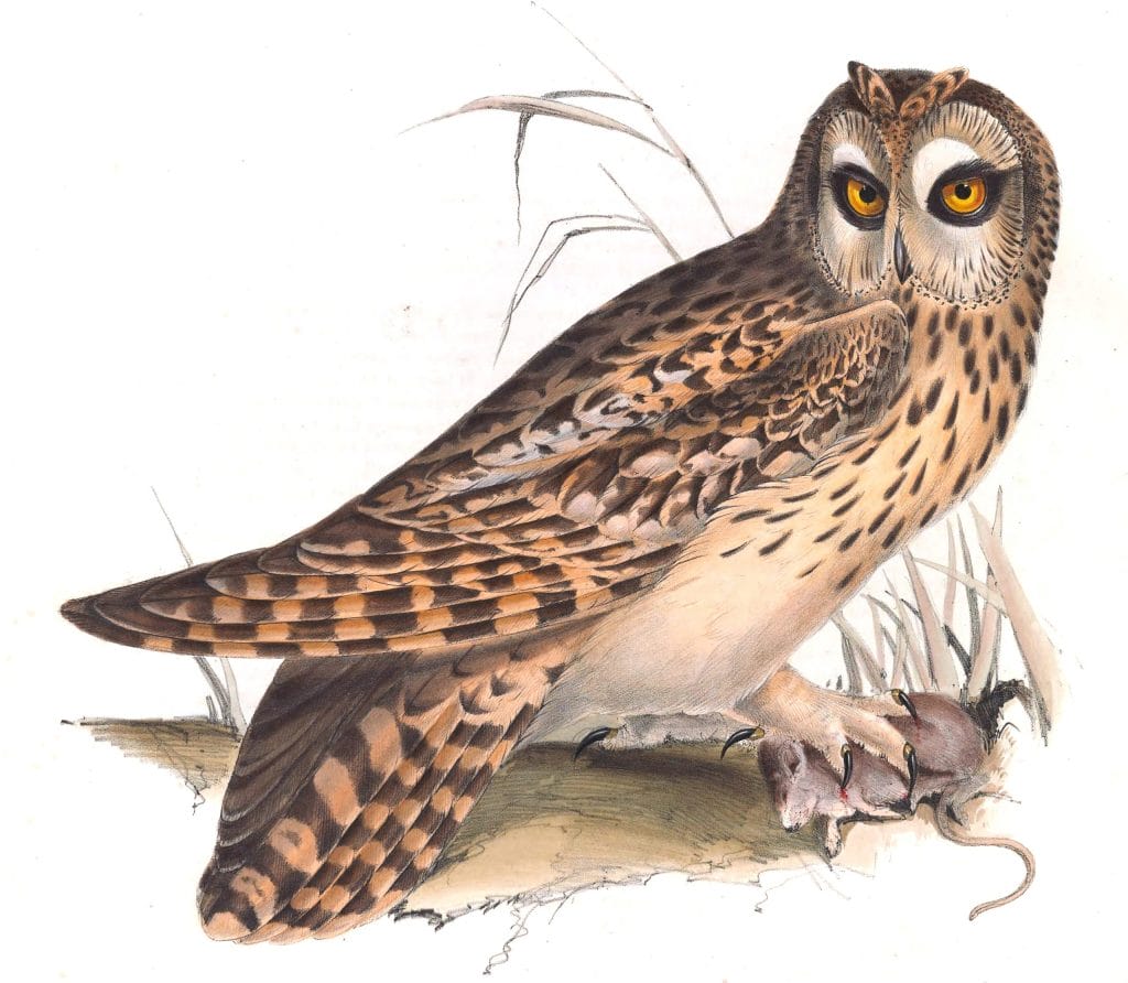Short eared Owl