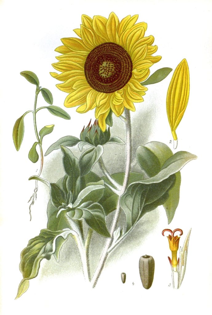 Silver leaved Sunflower