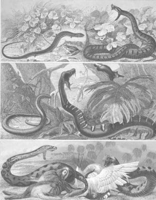 Snakes