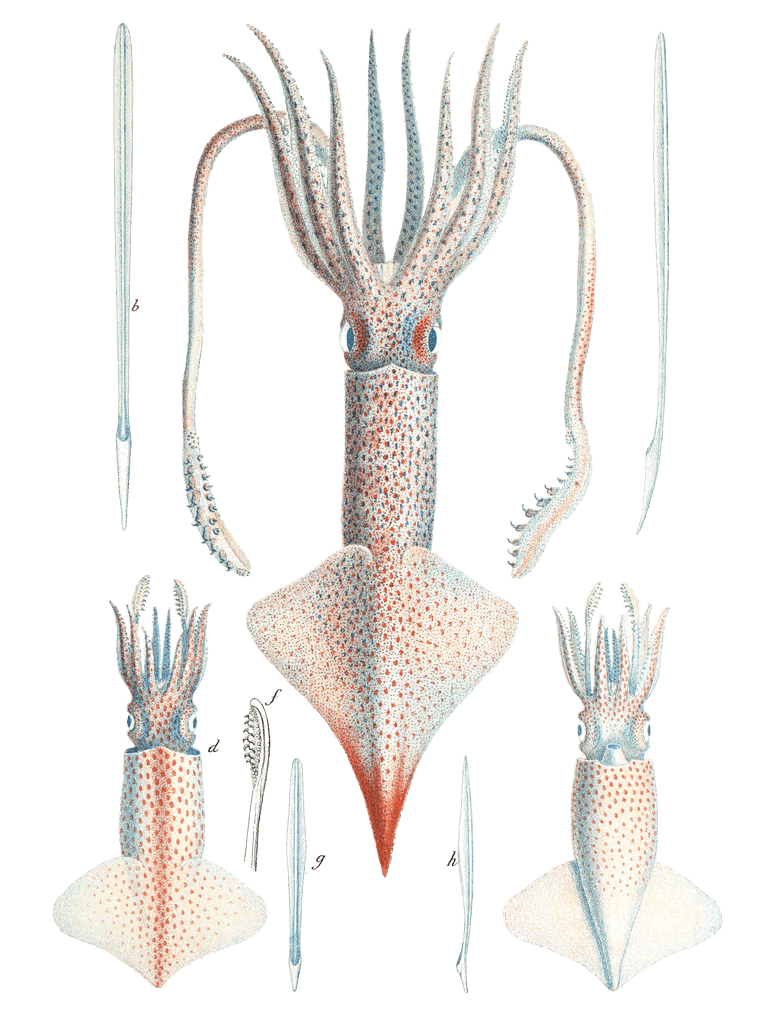 Squid Illustration by Jean Baptiste Verany
