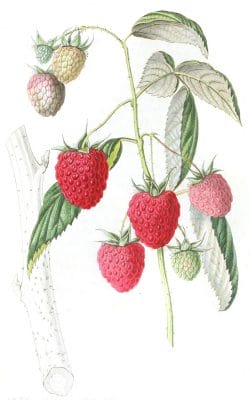 Strawberries 2