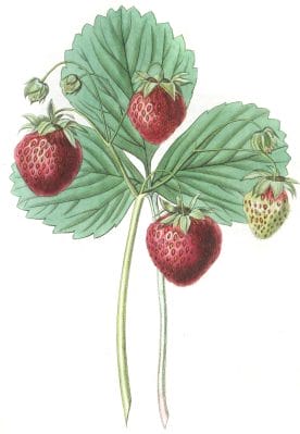 Strawberries