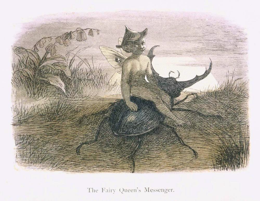 A Messenger fairy sitting on a large beetle