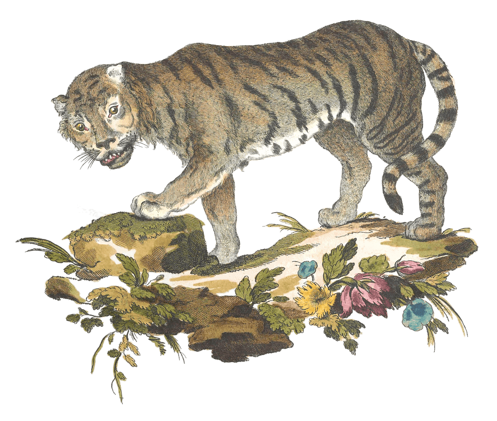 Tiger Illustration from 1775