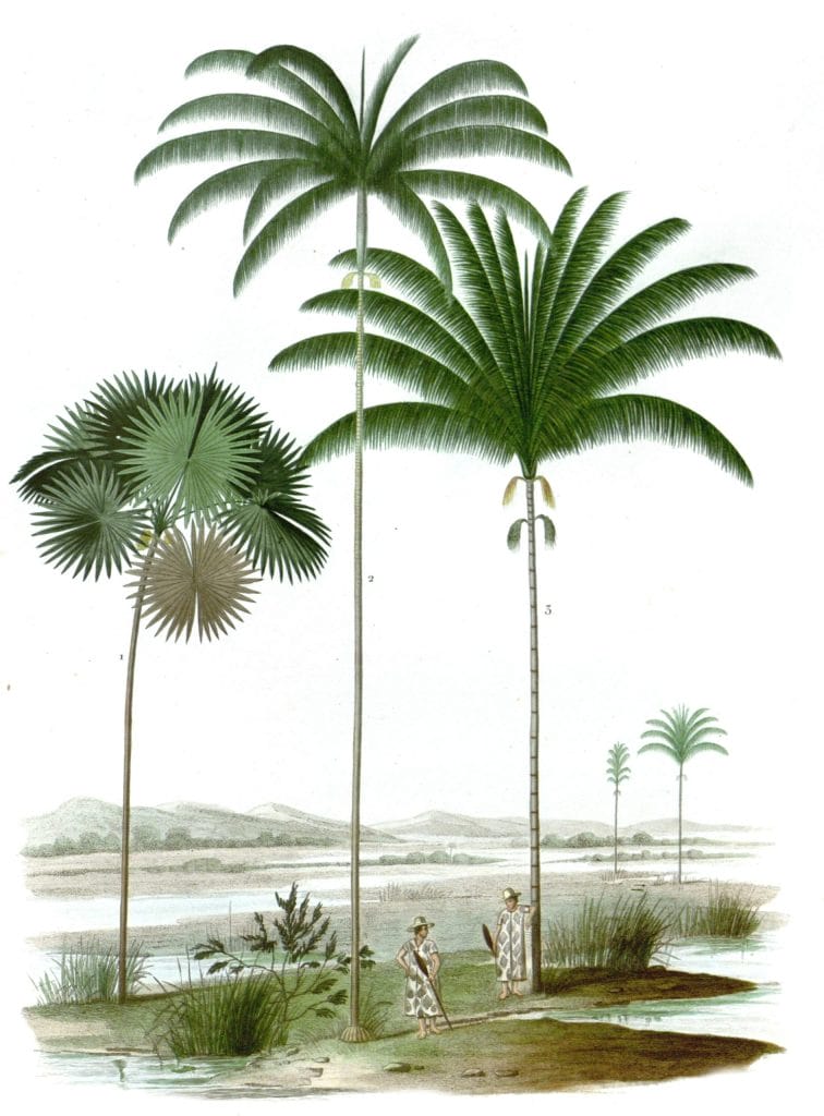 Trithrinax palms 2