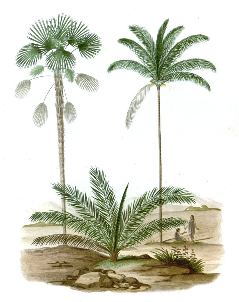 Trithrinax palms