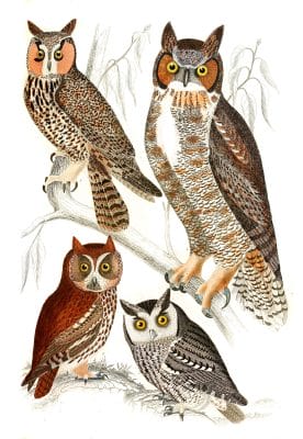 Various Owl illustrations By Georges Cuvier 1839