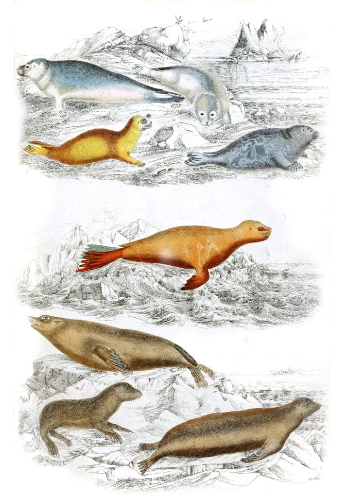 Various Seals illustrations By Georges Cuvier 1839