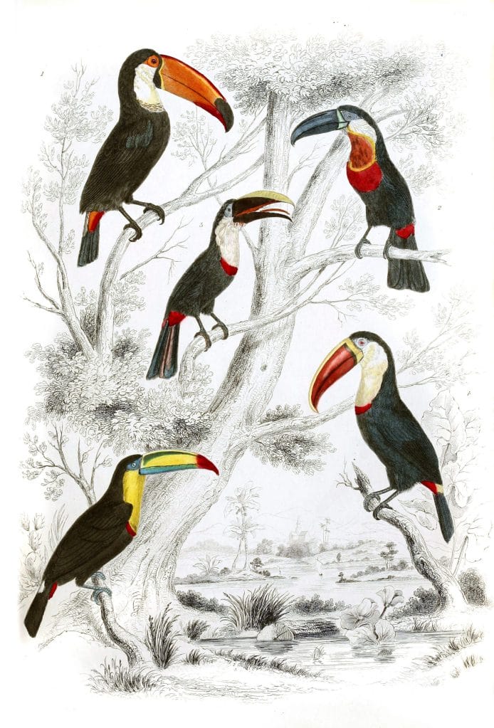 Vintage Toucan illustrations By Georges Cuvier 1839