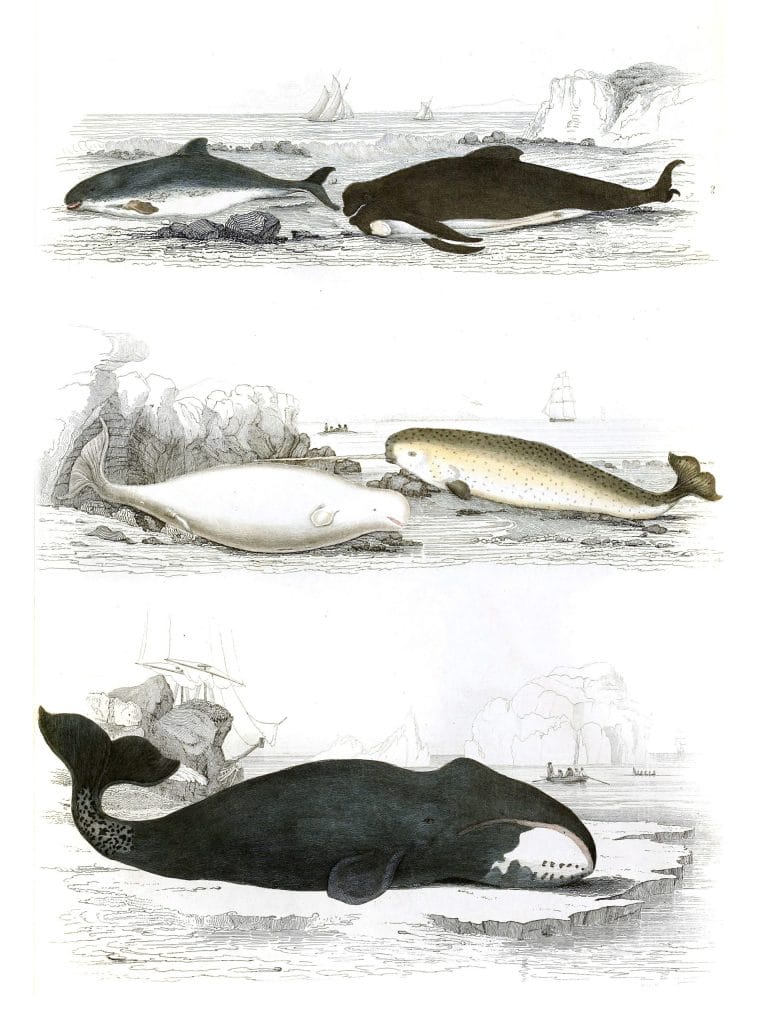 Whales and Narwhal illustrations By Georges Cuvier 1839