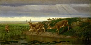 Deer at a water hole