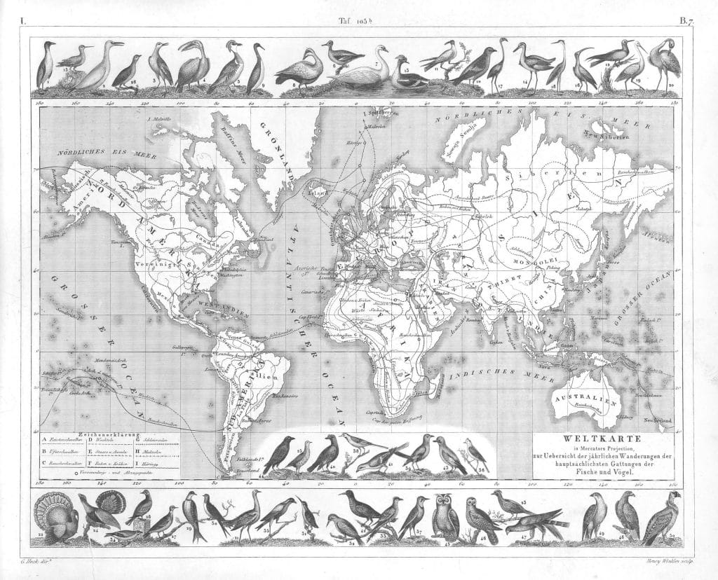 World map bird migration map