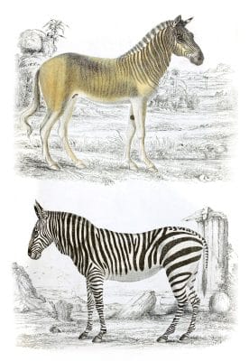Zebra and Qnagga illustrations By Georges Cuvier 1839