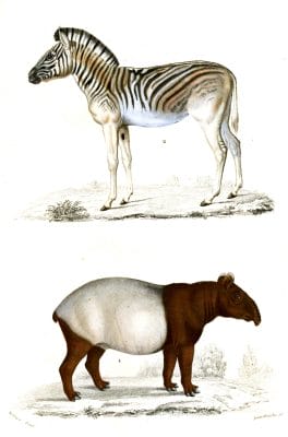 Zebra illustration by Charles d Orbigny