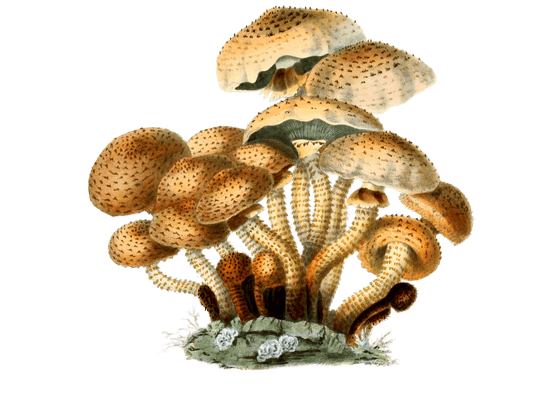 agaricus squaurosus