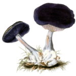 agaricus violaceus