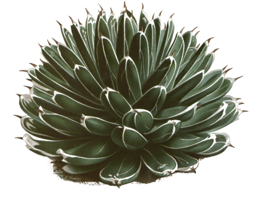 agave victoriae reginae