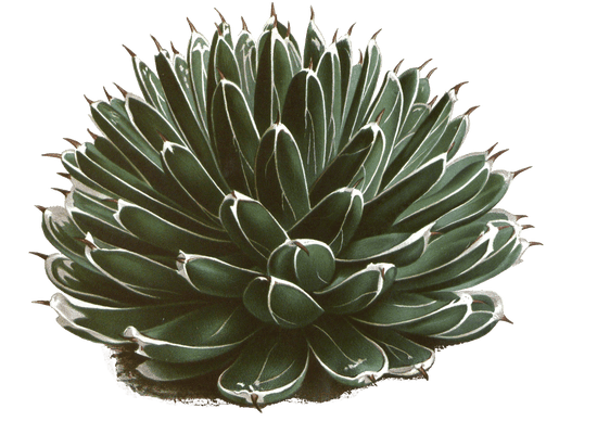 agave victoriae reginae