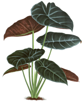 alocasia bachi