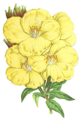 anotheca flower flower illustrations